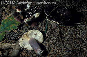 Russula torulosa Bres.