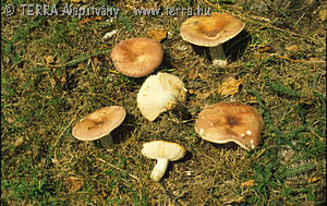 Russula vesca Fr.