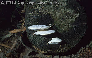 Spongiporus stypticus (Pers.:Fr.)David