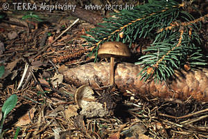 Strobilurus esculentus (Wulf.:Fr.)Singer