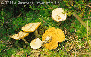 Suillus flavidus (Fr.)Singer