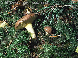 Suillus fluryi Huijsm.