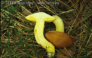 Suillus granulatus (L.:Fr.)Kuntze