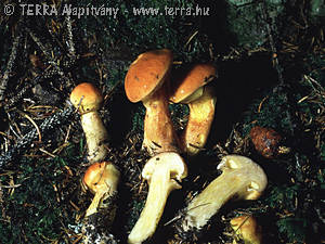 Suillus grevillei (Klotzsch:Fr.)Singer