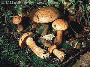 Suillus tridentinus (Bres.)Sing.