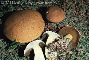 Suillus variegatus (Sw.:Fr.)O.Kuntze