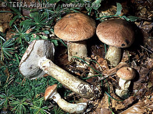 Suillus viscidus (Fr.& Hk)Rauschert