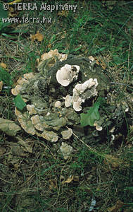 Trametes hirsuta (Wulf.:Fr.)Pilat