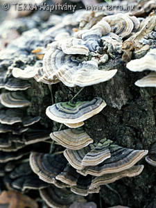 Trametes versicolor (L.:Fr.)Pilat