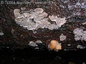 Tremella encephala Pers.:Pers.