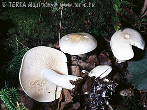 Tricholoma album (Schaeff.:Fr.)Qul.