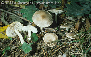 Tricholoma argyraceum (Bull.)Gill.