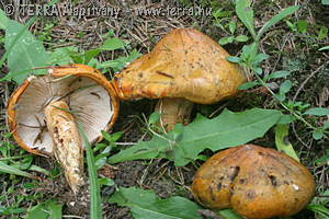 Tricholoma aurantium (Schff.:Fr.)Ricken