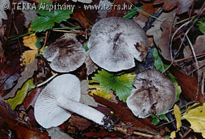 Tricholoma bresadolanum Clm.