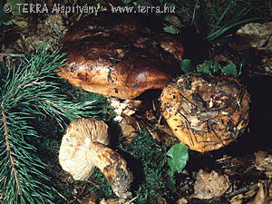 Tricholoma colossum (Fr.)Qul.