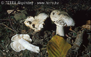 Tricholoma columbetta (Fr.)Kummer