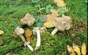 Tricholoma gausapatum (Fr.)Qul.