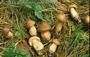 Tricholoma imbricatum (Fr.:Fr.)Kummer