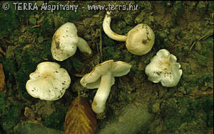 Tricholoma lascivum (Fr.)Gill. (non ss.Ricken)