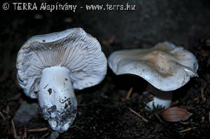 Tricholoma pseudoalbum Bon