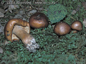 Tricholoma pseudonictitans Bon