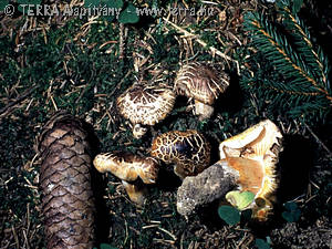 Tricholoma saponaceum (Fr.)Kummer