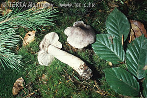 Tricholoma sciodes (Pers.)Mart.