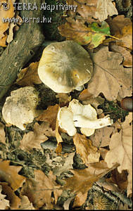 Tricholoma sejunctum (Sow.:Fr.)Qul.