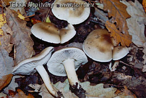 Tricholoma sudum (Fr.)Qul.