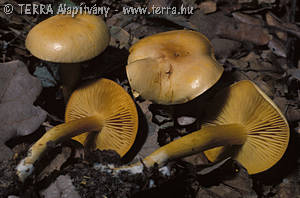 Tricholoma sulphureum (Bull.:Fr.)Kummer