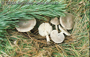 Tricholoma terreum (Schaeff.:Fr.)Kummer