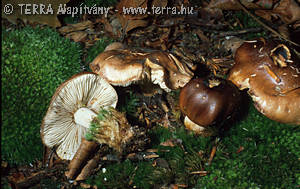 Tricholoma ustale (Fr.:Fr.)Kummer