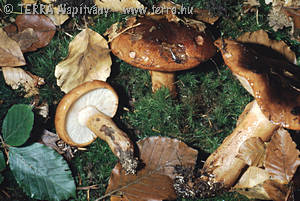 Tricholoma ustaloides Romagn.