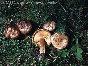 Tricholoma vaccinum (Pers.:Fr.)Kummer