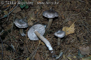 Tricholoma virgatum (Fr.:Fr.)Kummer