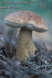 Tylopilus felleus (Bull.:Fr.)Karst.