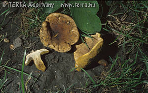 Xerocomus armeniacus (Qul.)Qul.