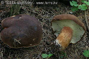 Xerocomus badius (Fr.)Khner ex Gilb.