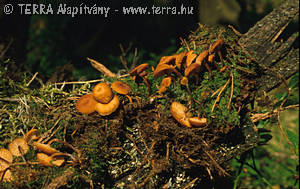 Xeromphalina campanella (Batsch:Fr.)R.Mre.