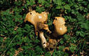 Agaricus augustus Fr.