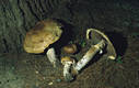 Agaricus augustus Fr.