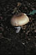 Agaricus augustus Fr.