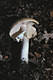 Agaricus augustus Fr.