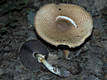 Agaricus augustus Fr.