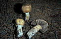 Agaricus augustus Fr.