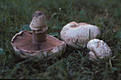 Agaricus bernardii (Qul.)Sacc.