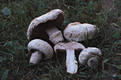 Agaricus bernardii (Qul.)Sacc.