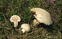 Agaricus bernardii (Qul.)Sacc.