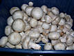 Agaricus bisporus (J.Lge.)Imbach