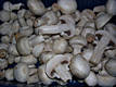 Agaricus bisporus (J.Lge.)Imbach